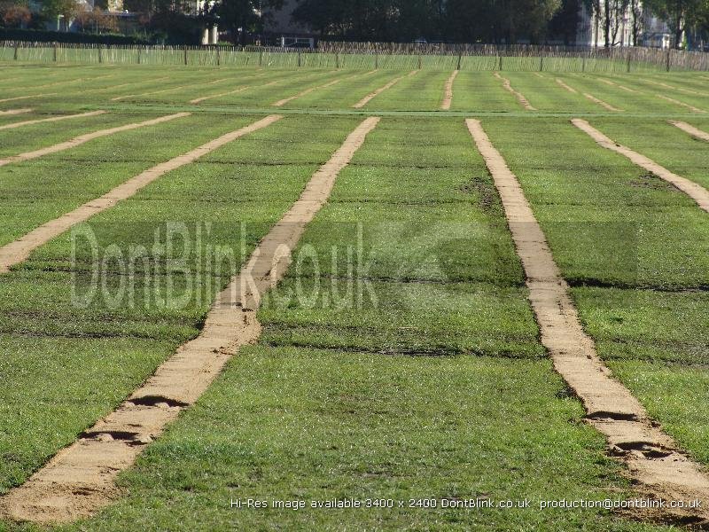 canary-wharf-island-gardens-stripes 