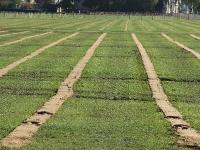 canary-wharf-island-gardens-stripes 